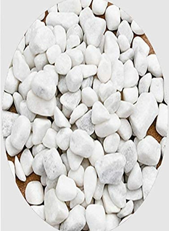 Parakh Glossy Mix Shaped White Colour Pebbles 300gm - Image 3